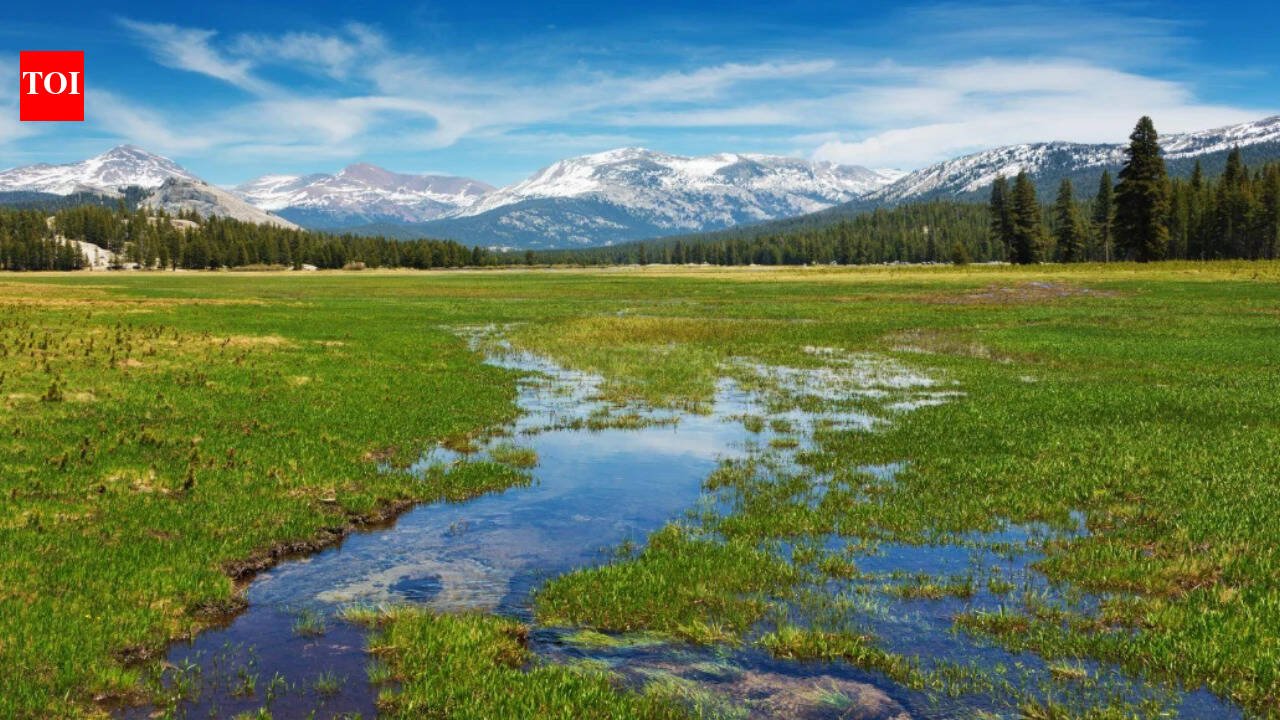 Scientists planted 40,000 native seedlings in Yosemite's damaged Tuolumne Meadows; three years later, soil organic matter was improving, but the meadow was still losing more carbon than it gained