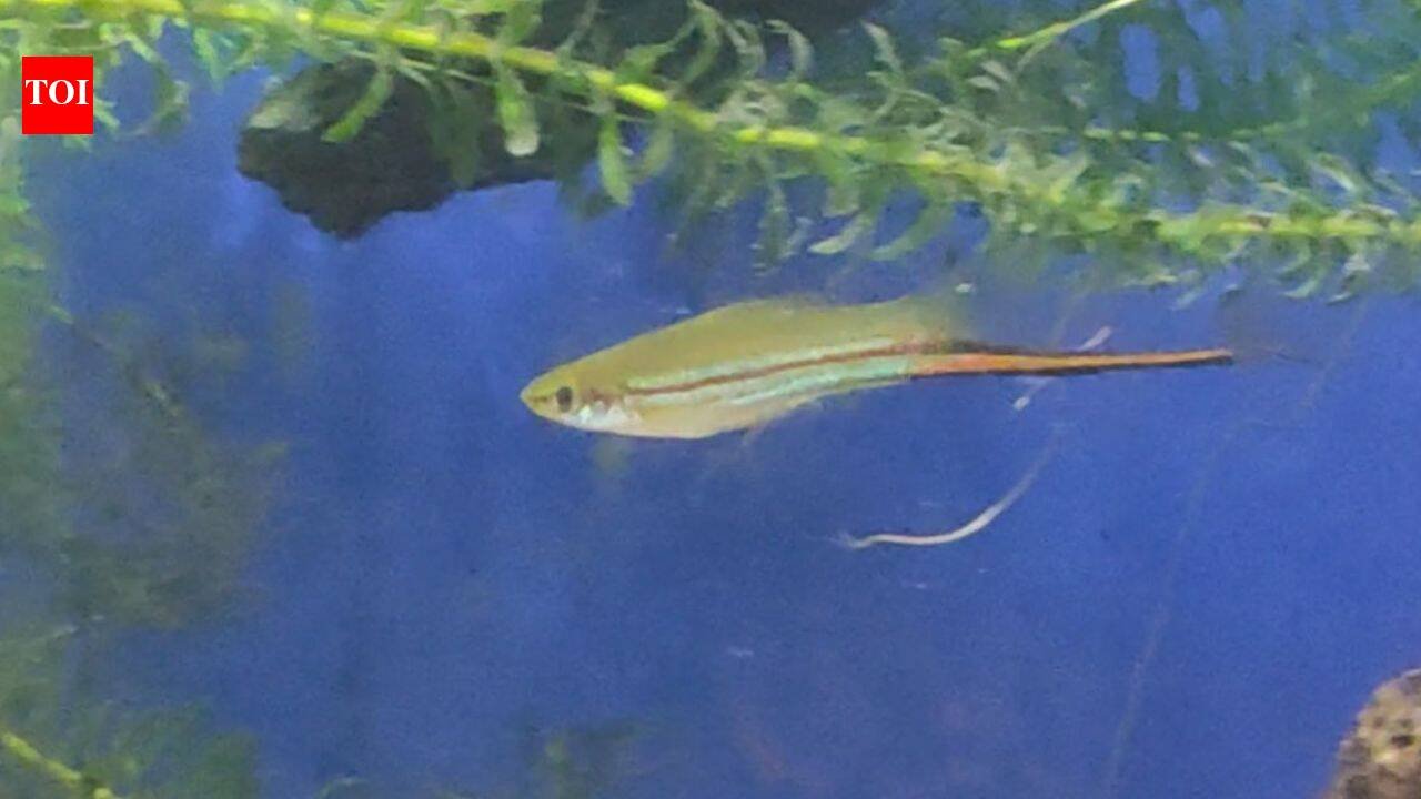 Scientists let swordtail fish choose their mates for nine generations; males kept picking larger females while female preferences varied