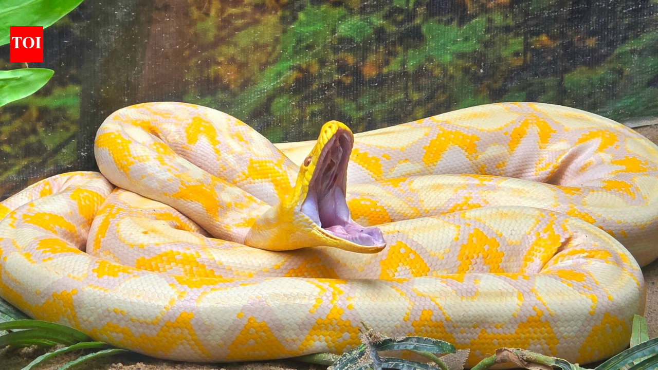 A 16-foot Burmese python weighing 147.9 pounds was released after radio-tagging in Florida; US scientists are now testing drones to track invasive snakes across the Everglades