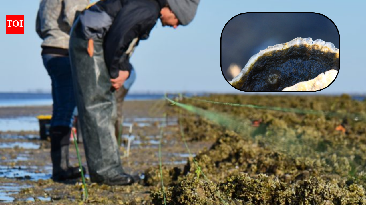Florida rebuilt a degraded offshore oyster reef with dolomite limestone in 2018; within six months live-oyster density rose from near zero to 91 per square metre, and by year five it had reached 244