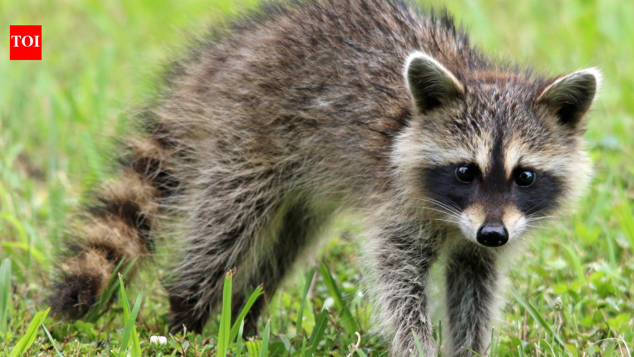 Scientists gave raccoons a nine-way puzzle with one marshmallow; they kept solving it even after the food was gone