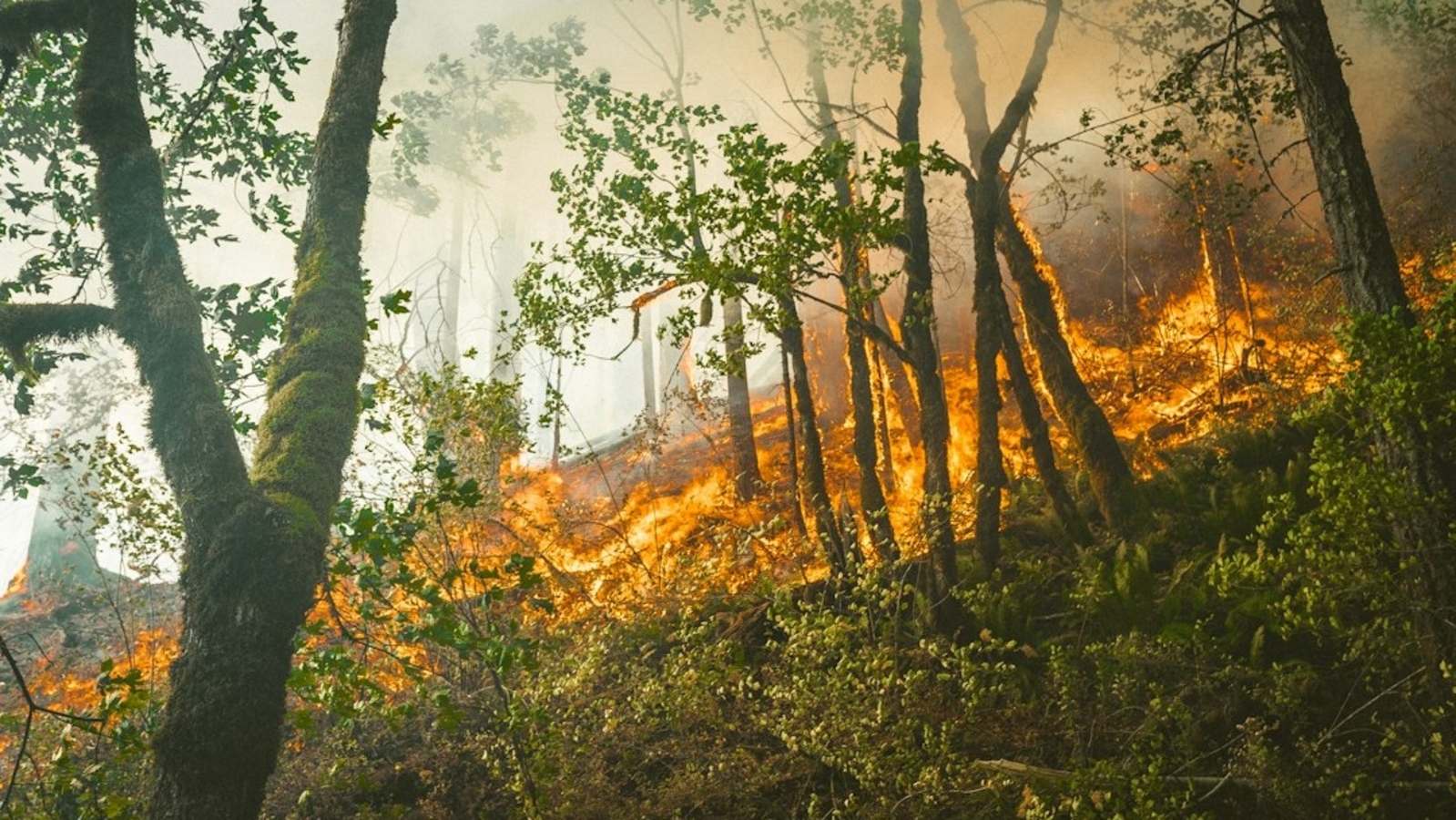 Henderson Fire threatens Camp Pendleton in San Diego County, prompting evacuations as blaze grows to 150 acres. (Unsplash)