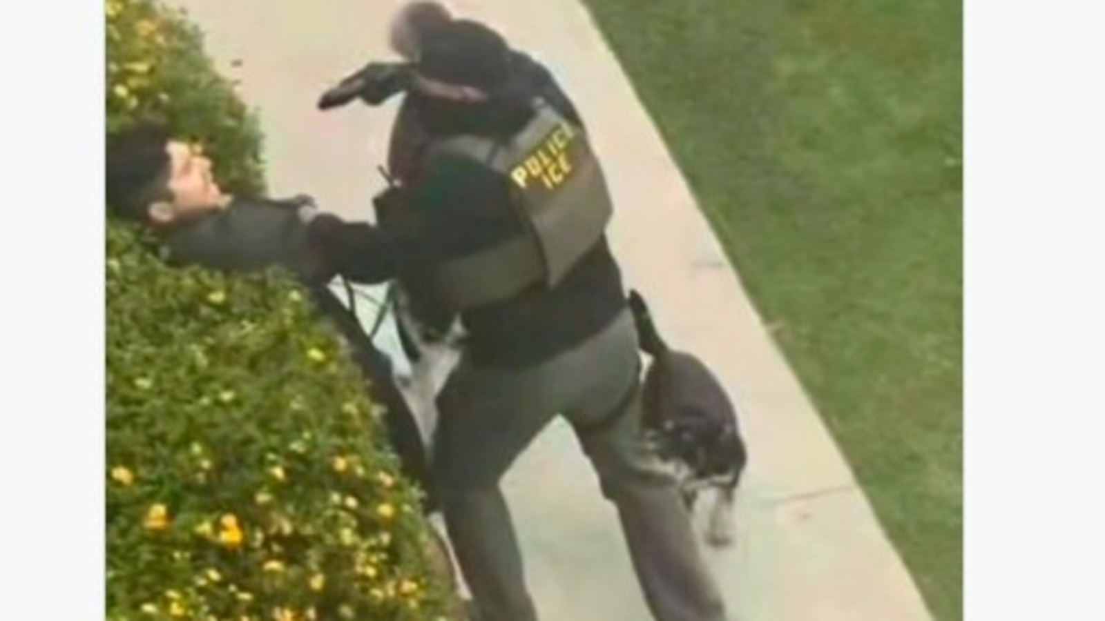 Video of a Friday morning ICE arrest in North Hollywood appears to show an agent pushing a dog walker into bushes and pointing a handgun at their head.